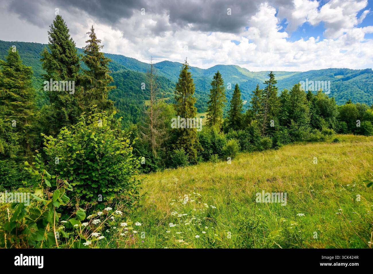 paesaggio dei carpazi in un giorno d'estate. alpi dell'ucraina nella loro bellezza divina tra colline boscose sotto un cielo nuvoloso. regione della transcarpazia Foto Stock
