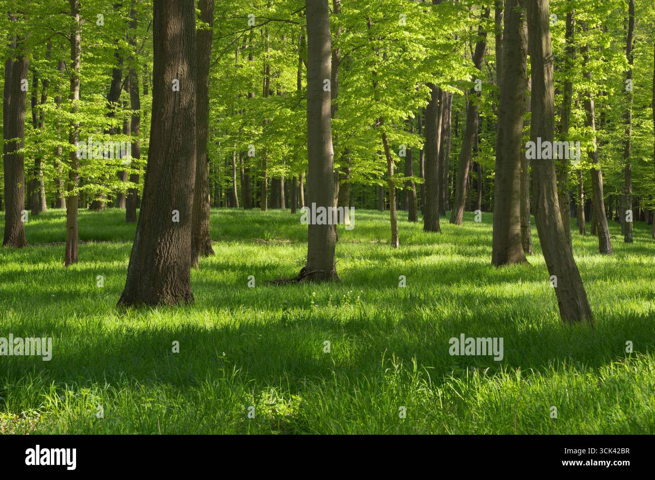 Veduta della luce del sole che abbraccia il baldacchino, illuminando la vibrante erba verde e gli alberi torreggianti in una foresta lussureggiante, le montagne di Malé Karpaty e planin Foto Stock