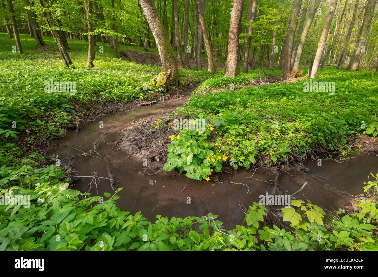 Vista di un piccolo ruscello che si snoda attraverso un vibrante terreno verde della foresta, punteggiato da fiori gialli e vegetazione lussureggiante, Planinka, montagne di Malé Karpaty, Foto Stock