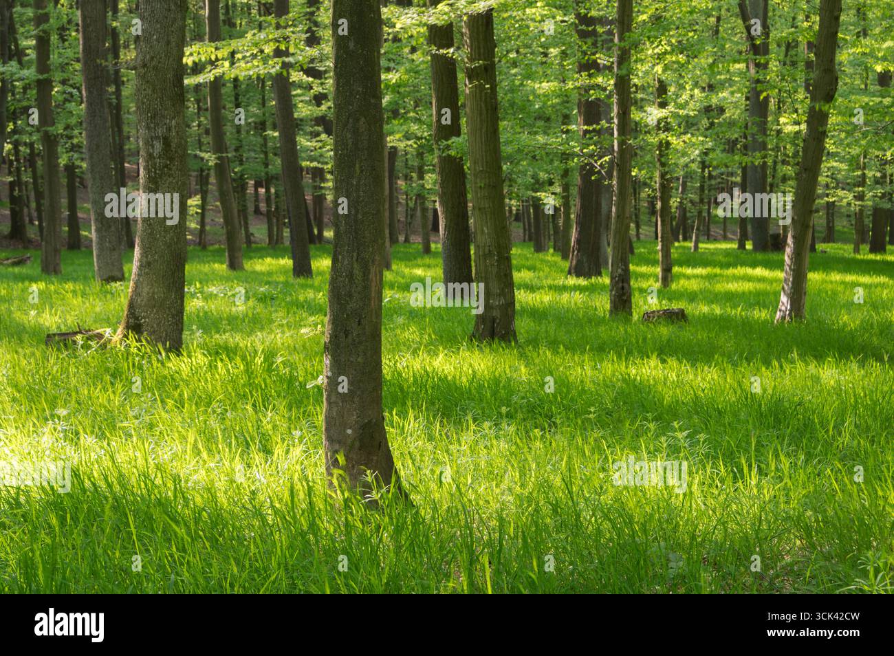 Vista della luce del sole che filtra tra tra gli alberi, illuminando la vibrante erba verde nella foresta, creando una scena serena e invitante, Trnava, male K. Foto Stock
