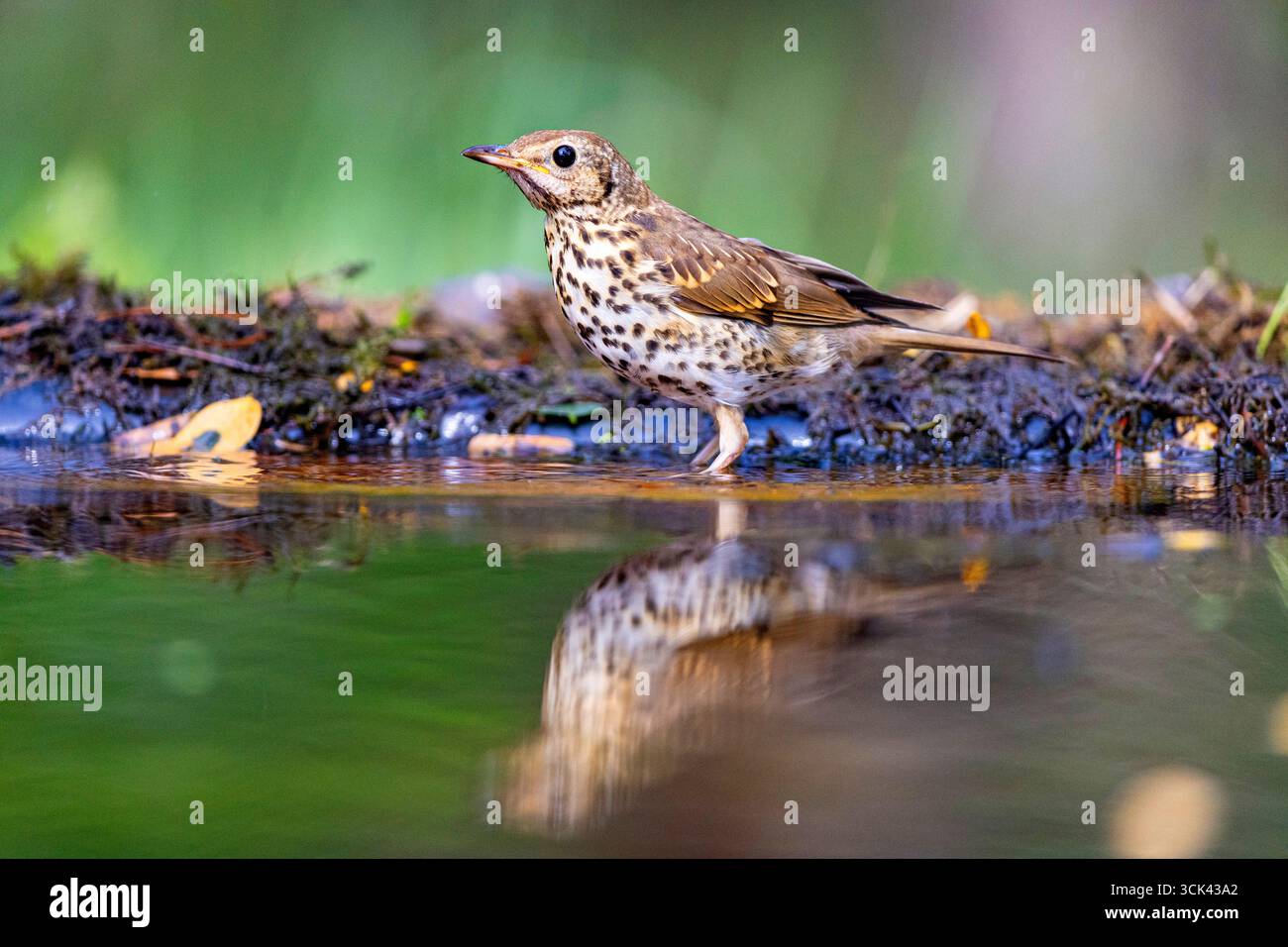 Canzone Thrush (Turdus philomenos). Adulto che beve accanto all'acqua. Ungheria Foto Stock