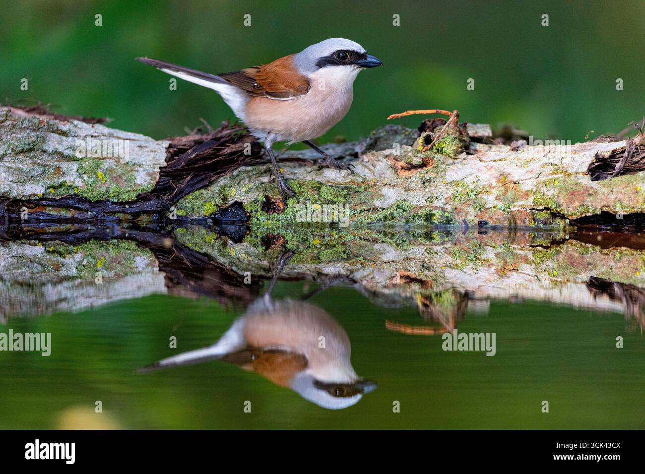 Shrike (Lanius collurio), maschio in piedi sul bordo delle acque. Ungheria Foto Stock