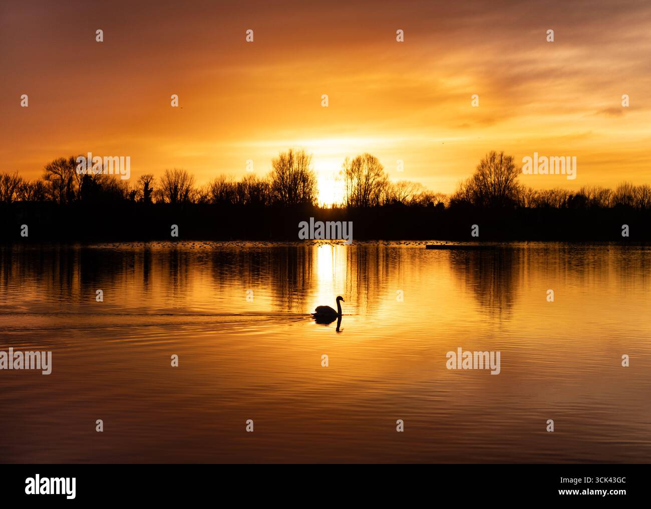 Cigno che nuota attraverso un lago al tramonto Foto Stock