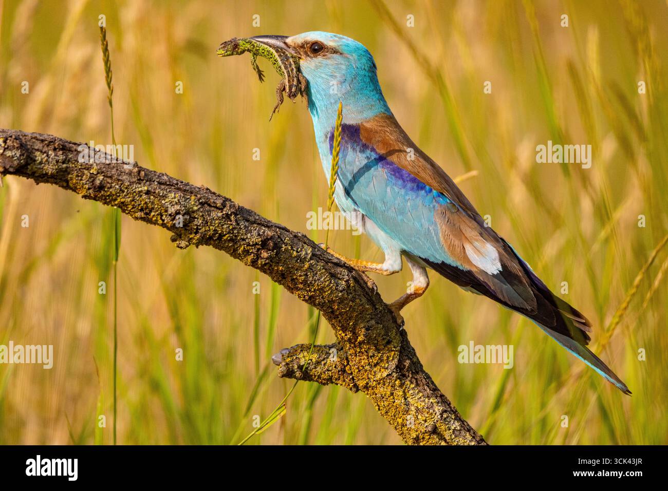 Rullo europeo (Coracias garrulus). Adulto con preda lucertola nel becco, arroccato su un ramo dell'Ungheria Foto Stock