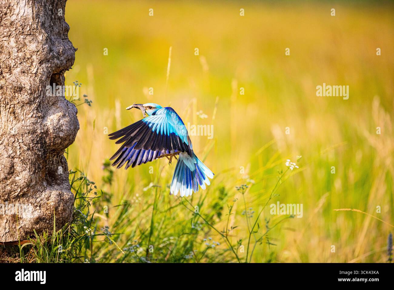 Rullo europeo (Coracias garrulus). Adulto in volo verso il suo nido, con preda nel becco. Ungheria Foto Stock