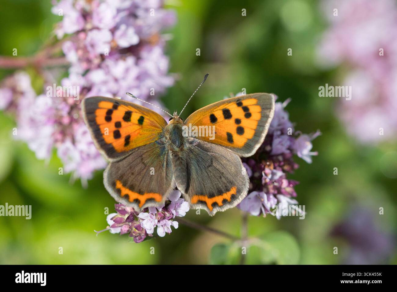 Piccola farfalla di rame (Lycaena phlaeas) su fiori. Germania Foto Stock