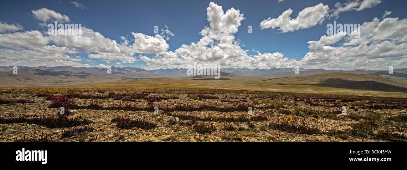 Vista dell'aspro e roccioso primo piano punteggiato da fiori viola e gialli che incontrano le vaste e ondulate pianure sotto un cielo pieno di soffici nuvole, Skar Foto Stock