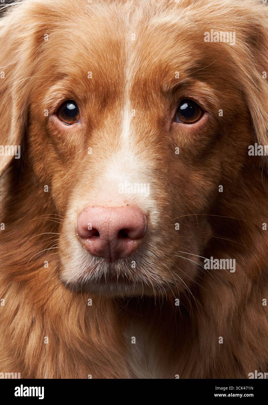 Uno scatto ravvicinato di un'anatra della nuova Scozia che tolla il volto di Retriever su uno sfondo neutro. I dettagli della pelliccia e gli occhi morbidi sono visibili. Foto Stock