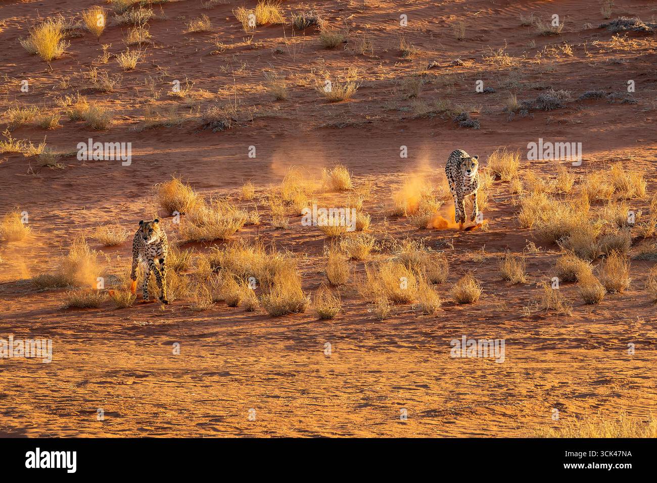 Due ghepardi che corrono nel deserto del Kalahari, Namibia, Africa Foto Stock