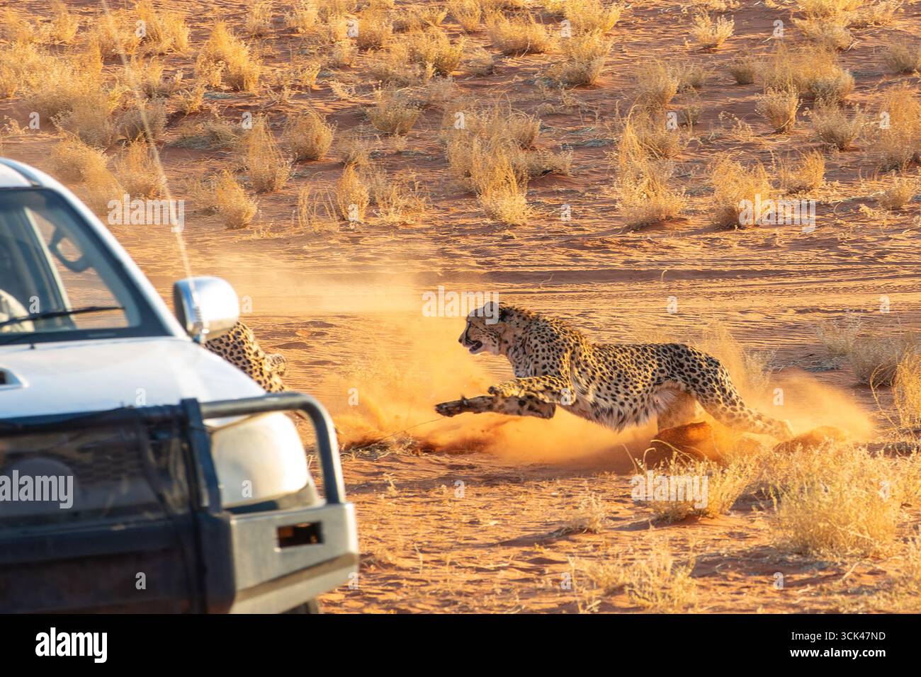 Cheetah che corre verso un'auto turistica nel deserto del Kalahari, Namibia, Africa Foto Stock