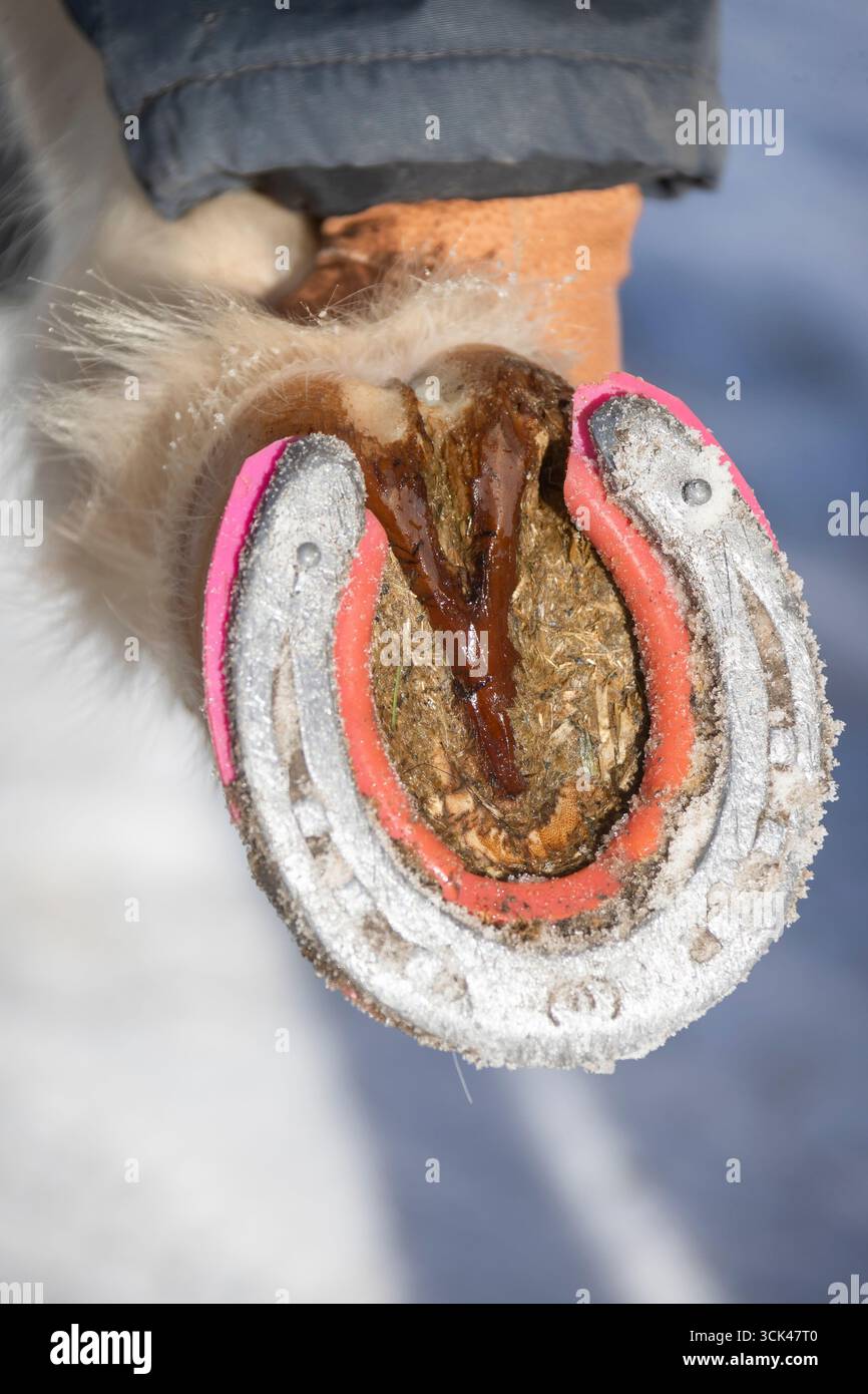 Uno zoccolo con ferro di cavallo e un inserto (senza spartineve) che impedisce l'accumulo di neve allo zoccolo e quindi aumenta la surefootedness in inverno. Germania Foto Stock