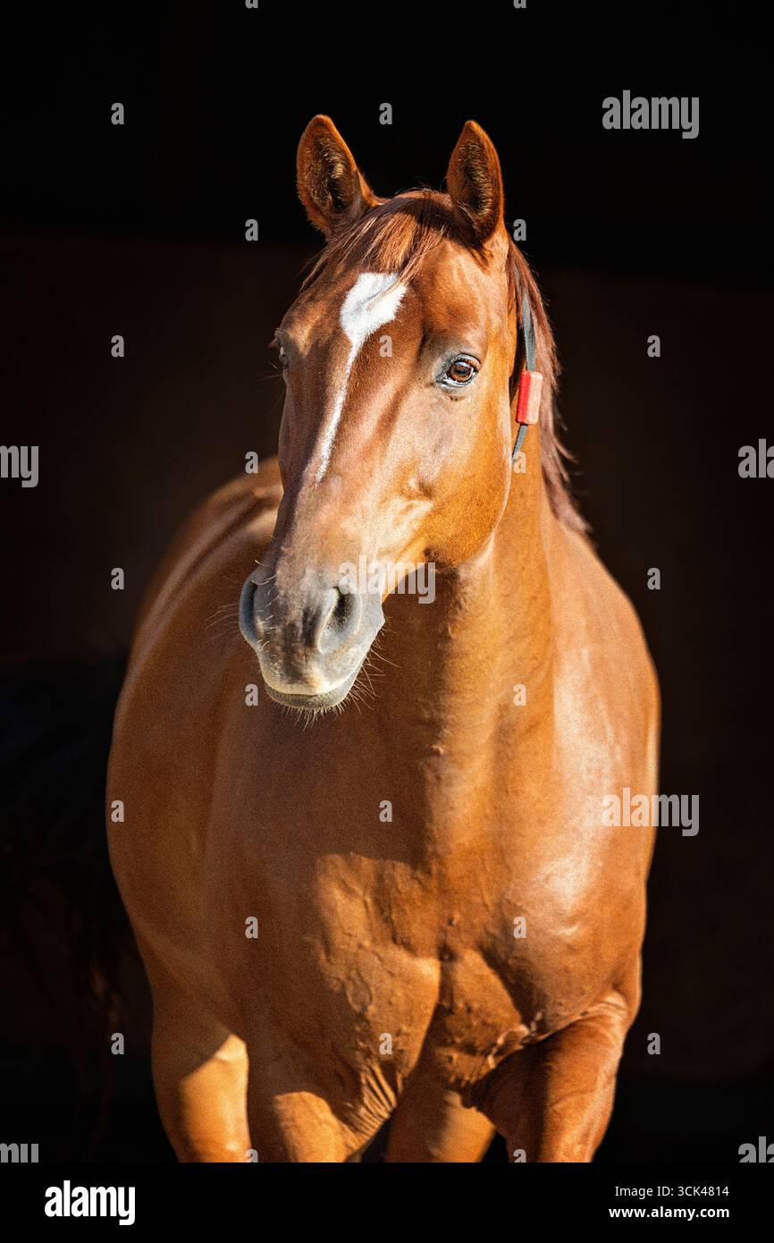 Warmblood. Un cavallo da baia con un transponder. Germania Foto Stock