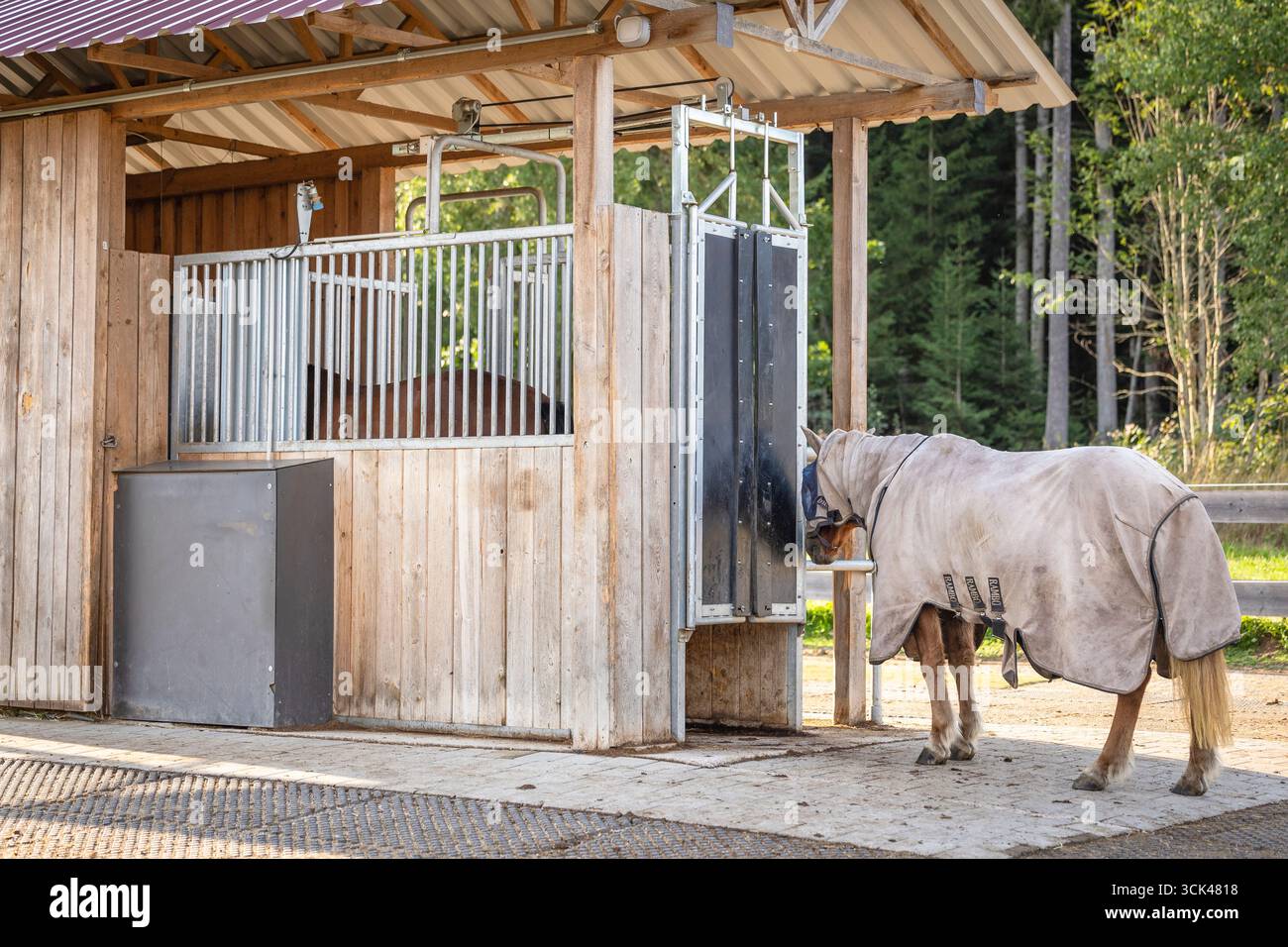 Warmblood. Grigia mare in attesa in una stazione di alimentazione. Germania Foto Stock