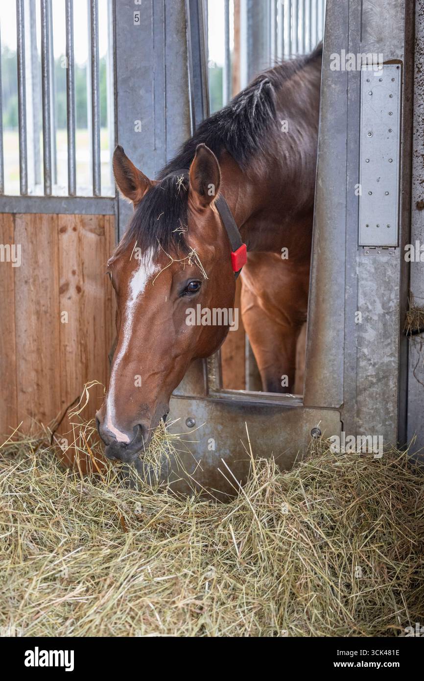 Warmblood. Un cavallo da baia con un transponder ottiene la quantità di cibo di cui ha bisogno da una stazione di alimentazione. Germania Foto Stock