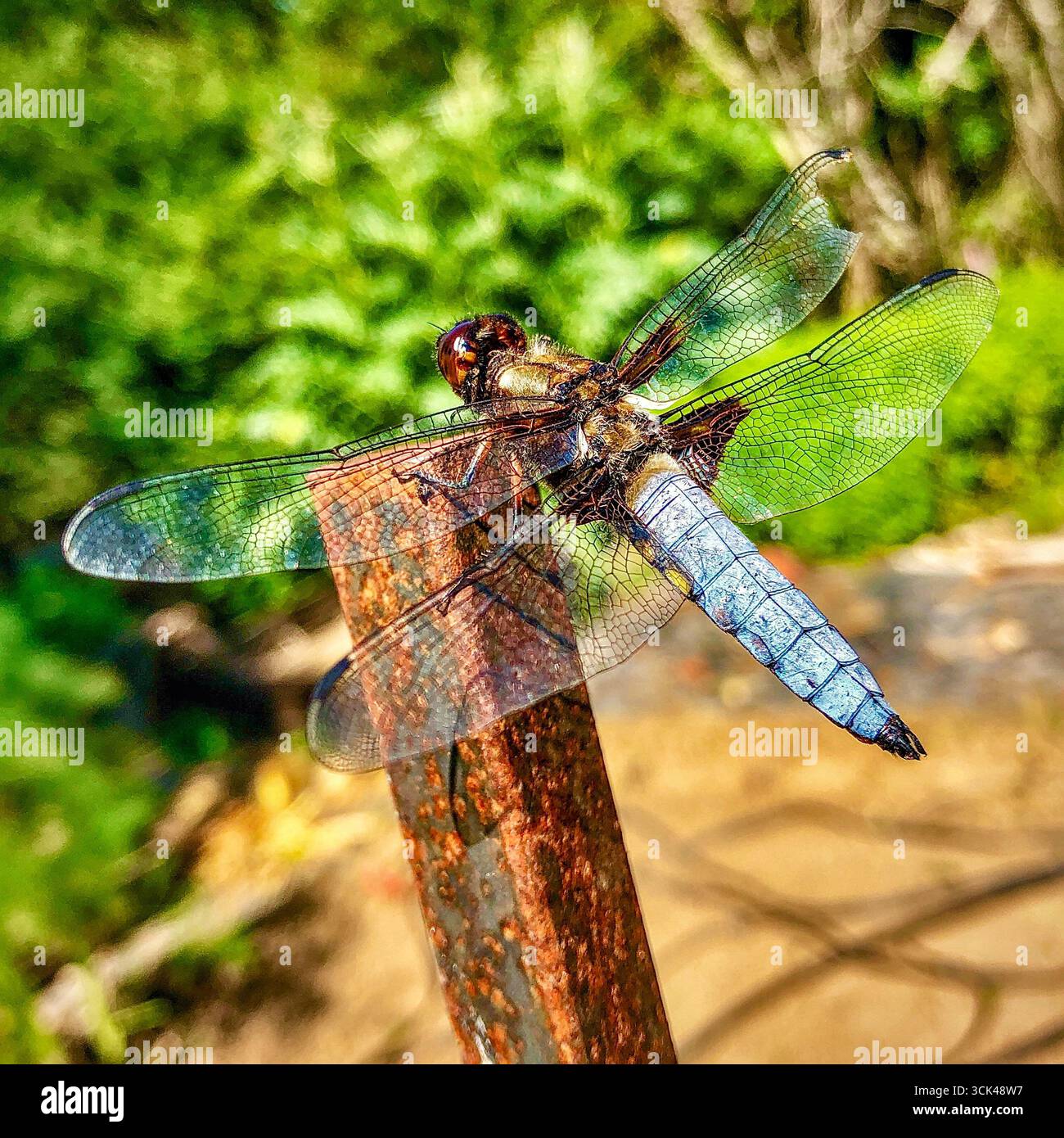 European Blue Chaser / Scarce Chaser (Libellula fulva) libellula - Francia centrale. Foto Stock