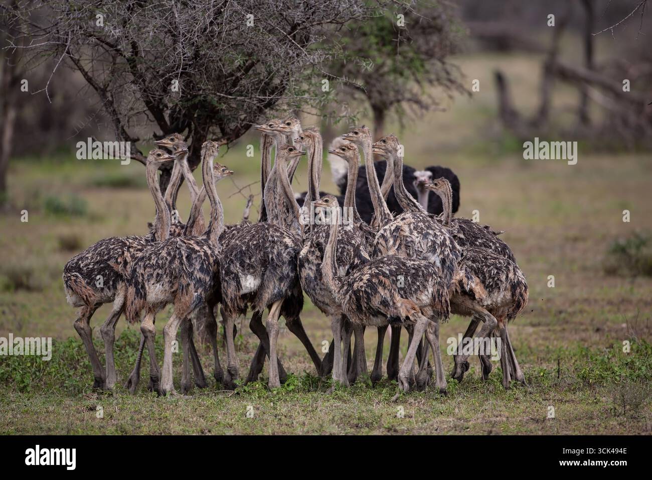 Una grande covata di giovani struzzi Struthio con il loro genitore sullo sfondo si accoccolano insieme sulla pianura erbosa di Ndutu, Tanzania Foto Stock