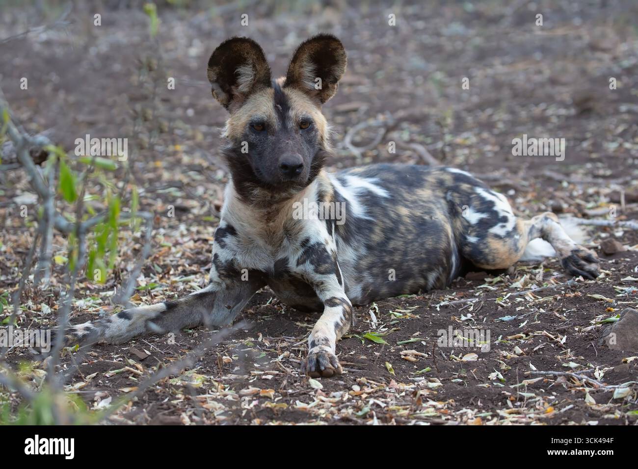 Un singolo cane selvatico africano adulto Lycaon pictus su un cane dipinto che giace su una terra ruvida in una radura in Sud Africa Foto Stock