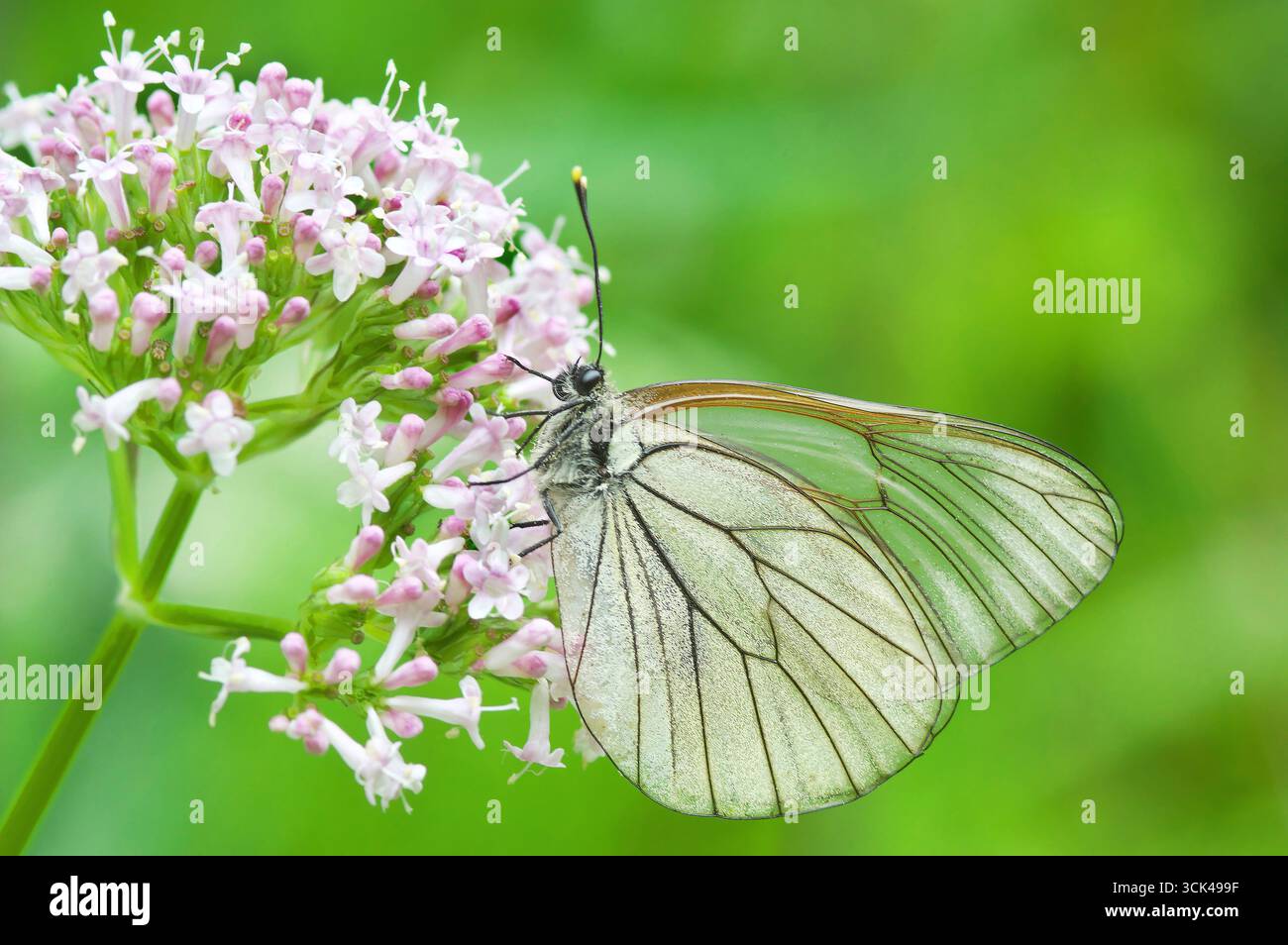Un tempo diffuso in tutta Europa, il bianco a venatura nera (Aporia crataegi), con i suoi fronti quasi trasparenti, è ora molto raro ed estinto in molte regioni. In Gran Bretagna è completamente assente, l'Austria Foto Stock