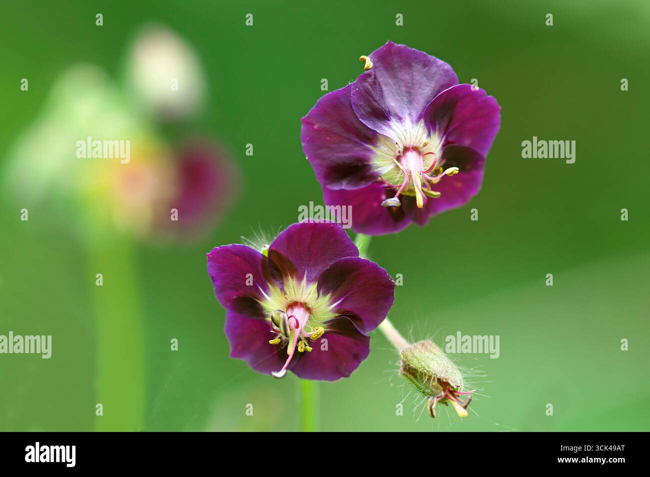 Il Dusky Cranes-Bill (Geranium phaeum) cresce nelle Alpi molto al di sopra della linea degli alberi. Alpi, Tirolo, 850 m, Austria Foto Stock