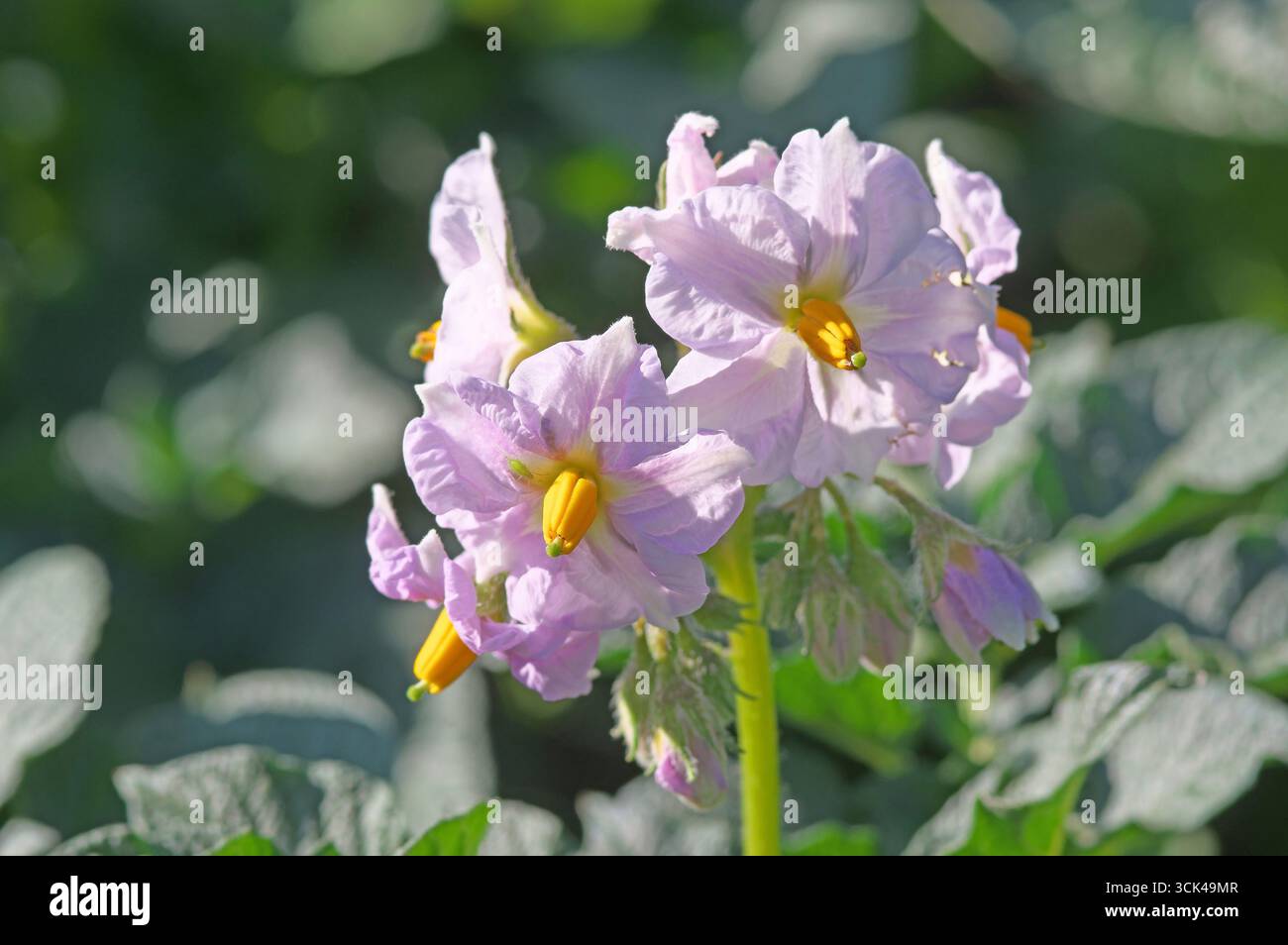 Patata (Solanum tuberosum), fiori. Germania Foto Stock