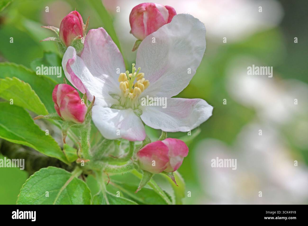 Mela domestica (Malus domestica), fiori e boccioli di fiori. Germania Foto Stock