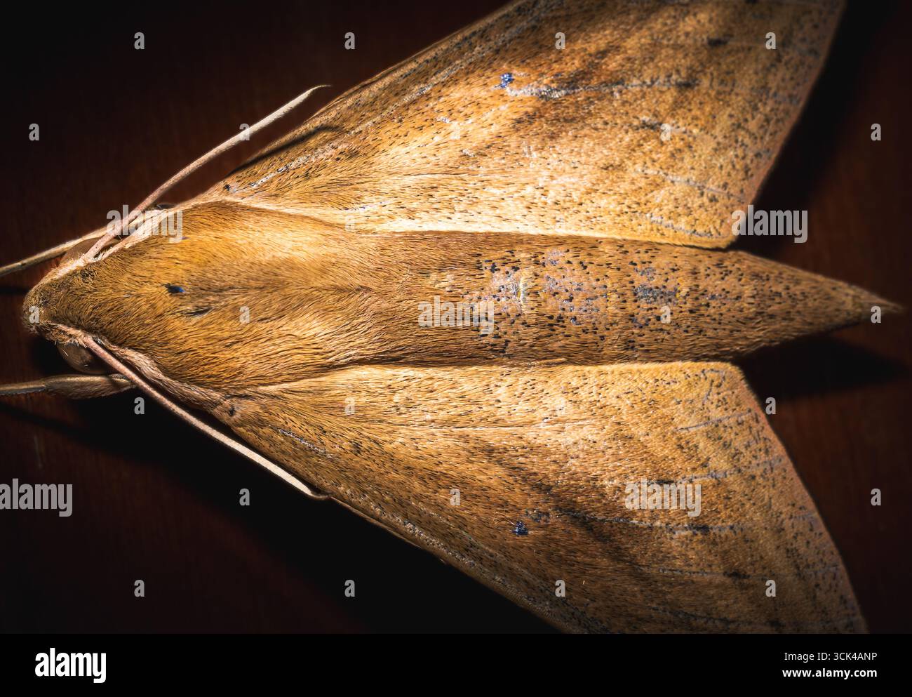 Macro primo piano di una falena marrone (ordine lepidotteri) che mostra dettagliati motivi alari, scale e antenne fini. Il camuffamento naturale della falena. Foto Stock