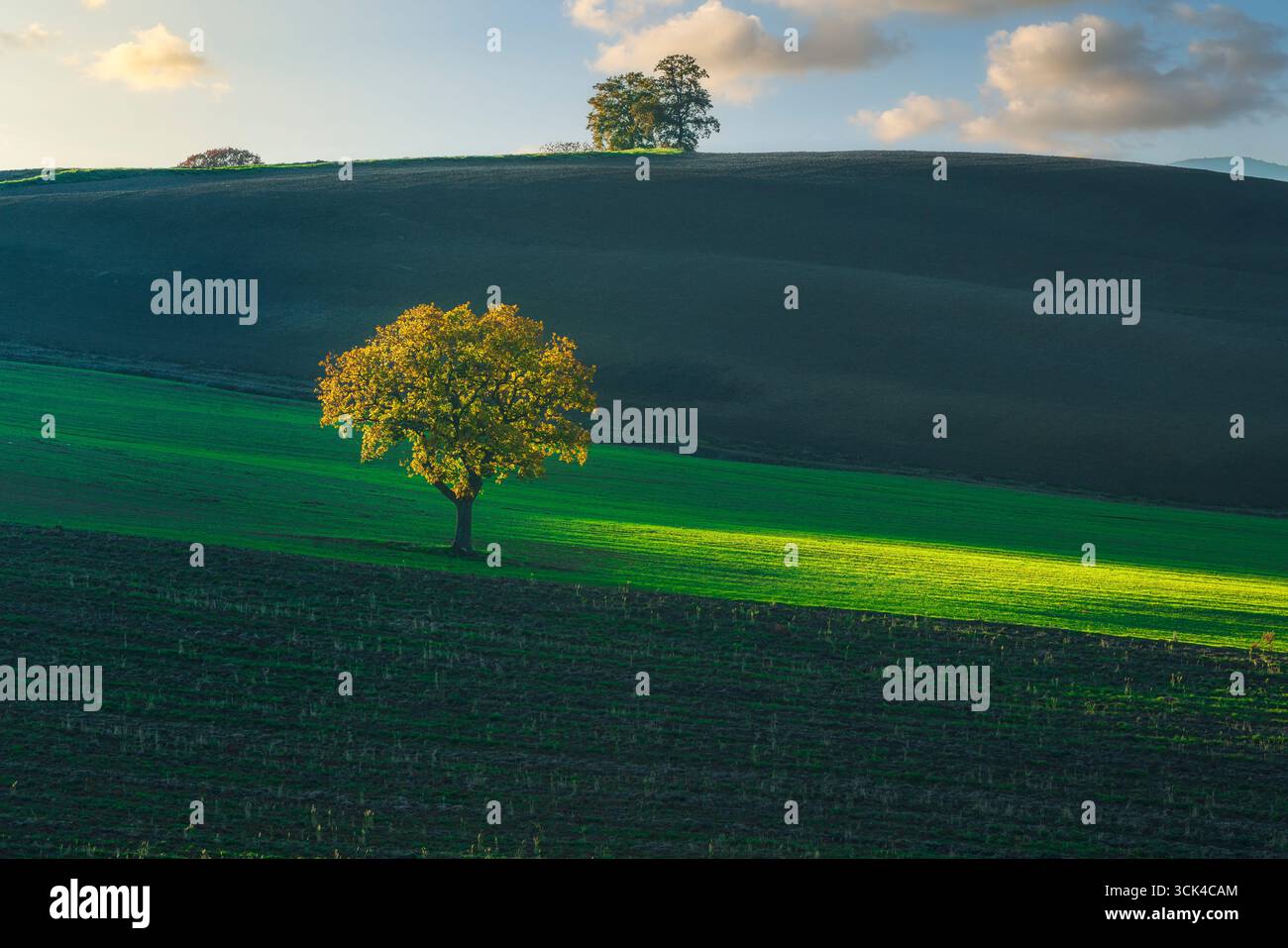 Alberi solitari su campi coltivati ondulati con luci e ombre drammatiche sul verde paesaggio agricolo nei pressi di Pienza in Val d'Orcia. Provincia di si Foto Stock