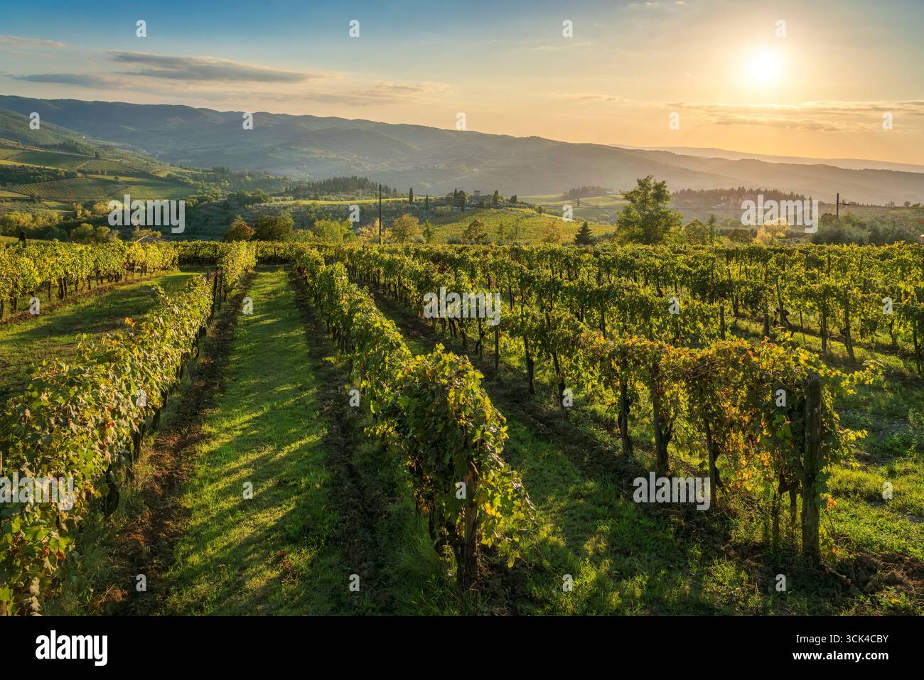 Filari di vigneti durante l'ora d'oro con colline ondulate e una calda luce del tramonto sulla famosa regione vinicola di Panzano in Chianti, provincia di Firenze, Tusca Foto Stock
