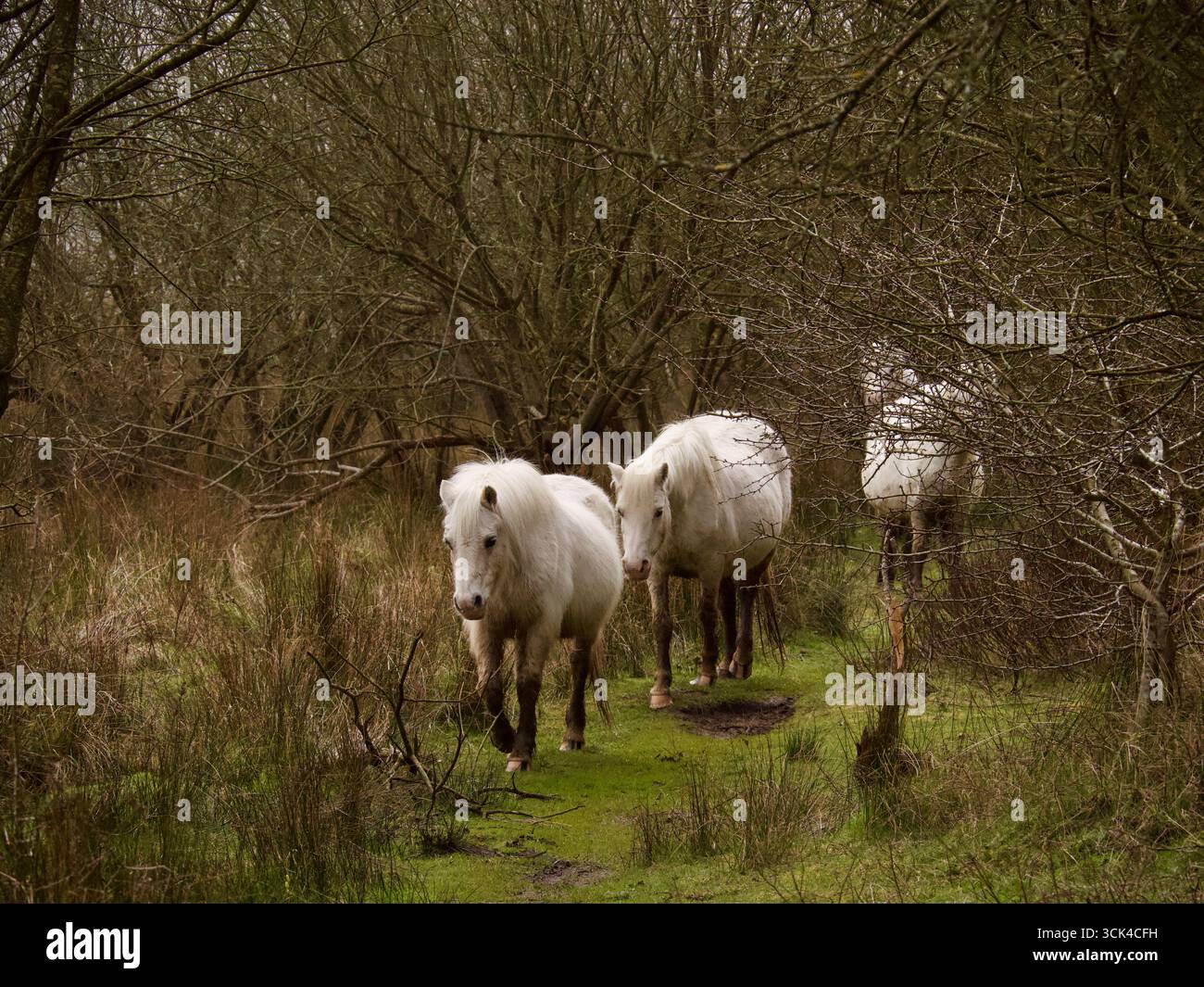 Un gruppo di pony gallesi selvatici che emergono dai boschi paludosi della penisola di Gower nel Galles del Sud. Questa foto ha un grande senso di libertà. Foto Stock