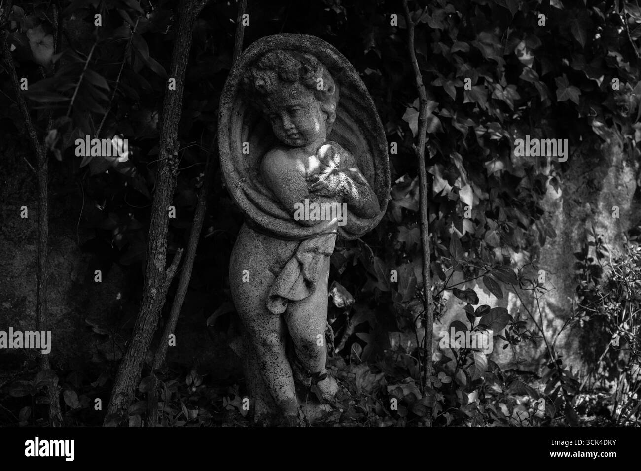 Statua in pietra antica di un Cherub ricoperta di edera e rosa in bianco e nero Foto Stock