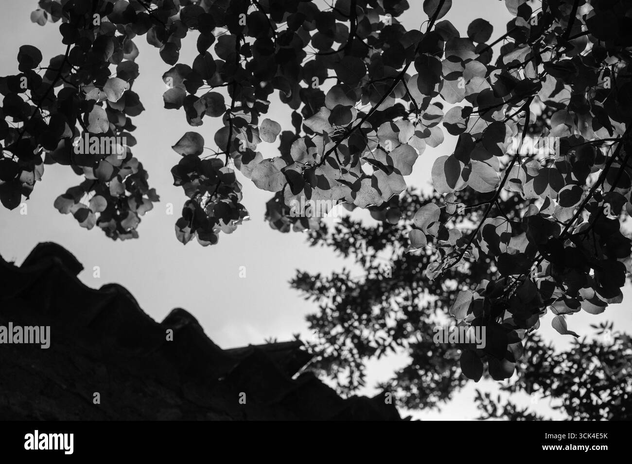 Pere Tree Leaves Backlit in B&W Foto Stock