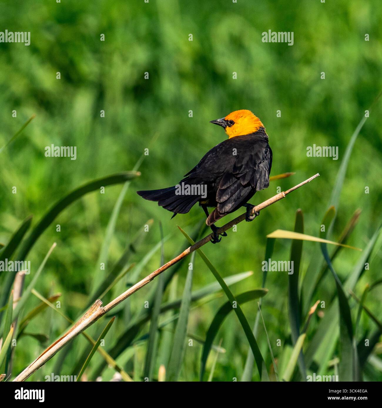 Blackbird dalla testa gialla a Camas Prairie Foto Stock