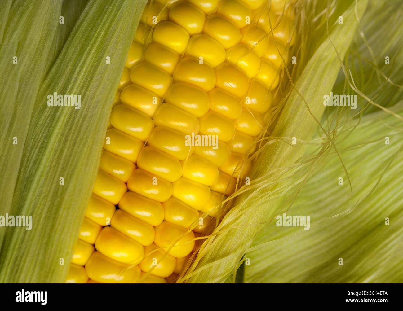Primo piano di pannocchie variegate gialle e bianche Foto Stock
