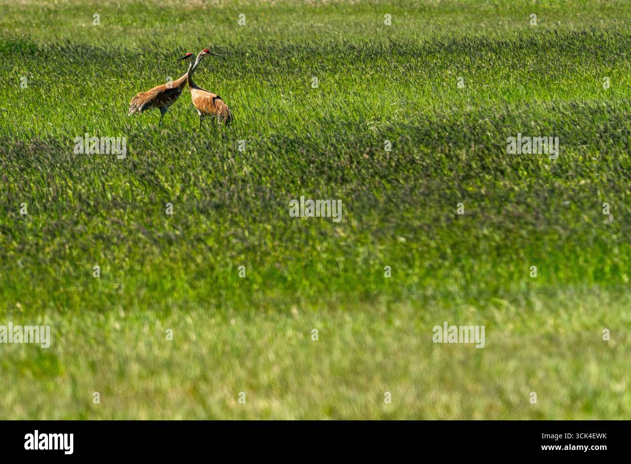 Gru Sandhill su Camas Prairie Foto Stock