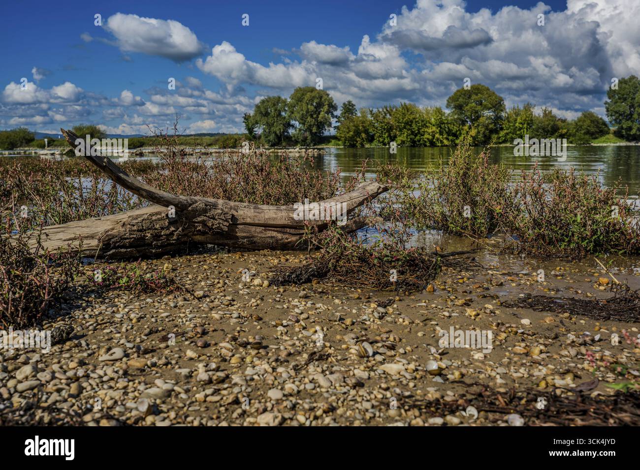 Un tronco si trova sulla riva del Danubio, circondato da bassa vegetazione e ghiaia. La superficie dell'acqua limpida riflette il cielo blu con nuvole bianche. Il pe Foto Stock