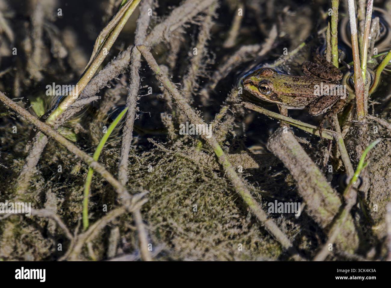Una piccola rana si trova tra radici e piante in una zona umida. La natura che lo circonda è vivace e ricca di dettagli, mentre il sole splende nel pomeriggio, Foto Stock