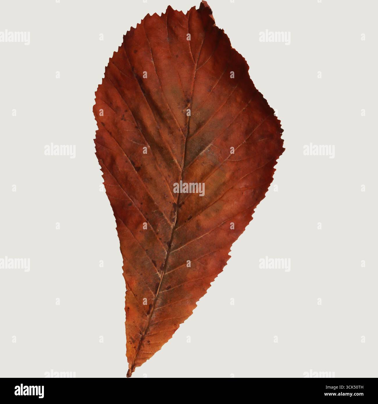 Un'immagine dettagliata di una grande foglia rosso-marrone vivace che mostra la sua struttura e la sua forma intricate. Foto Stock