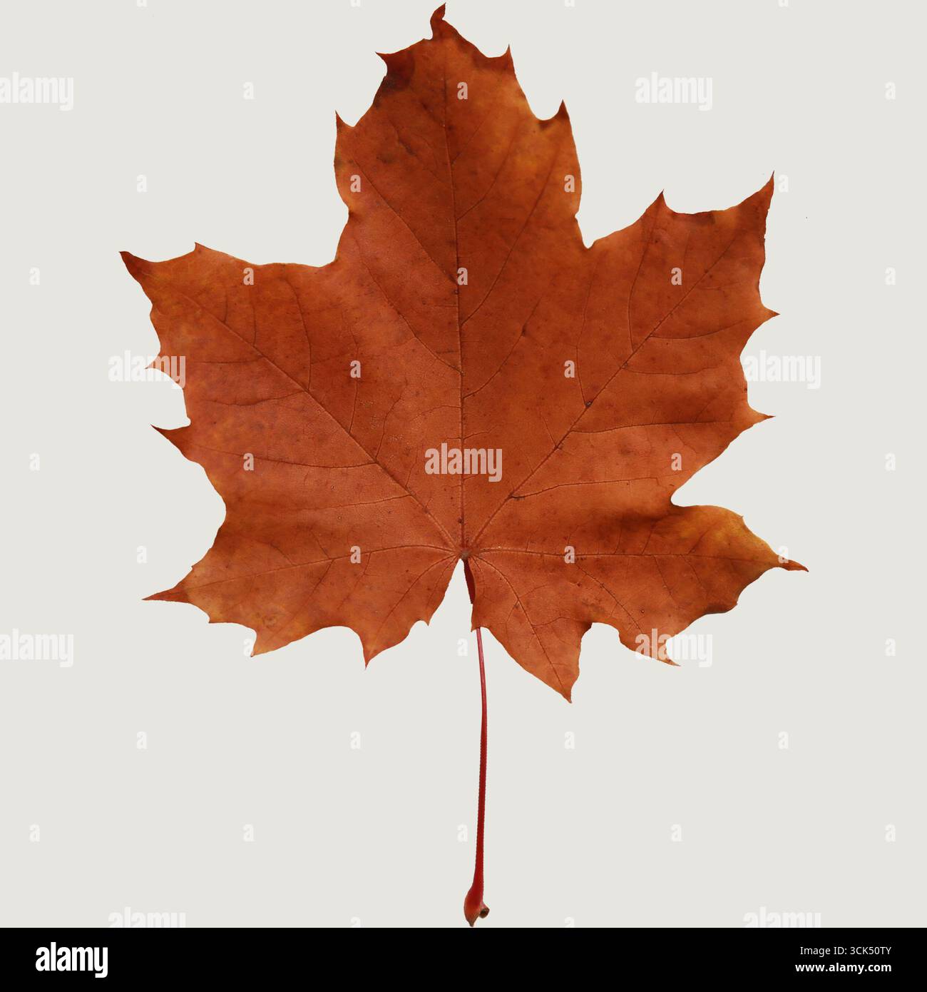 Una singola foglia di acero marrone su uno sfondo chiaro che ne mostra la consistenza e la forma. Foto Stock
