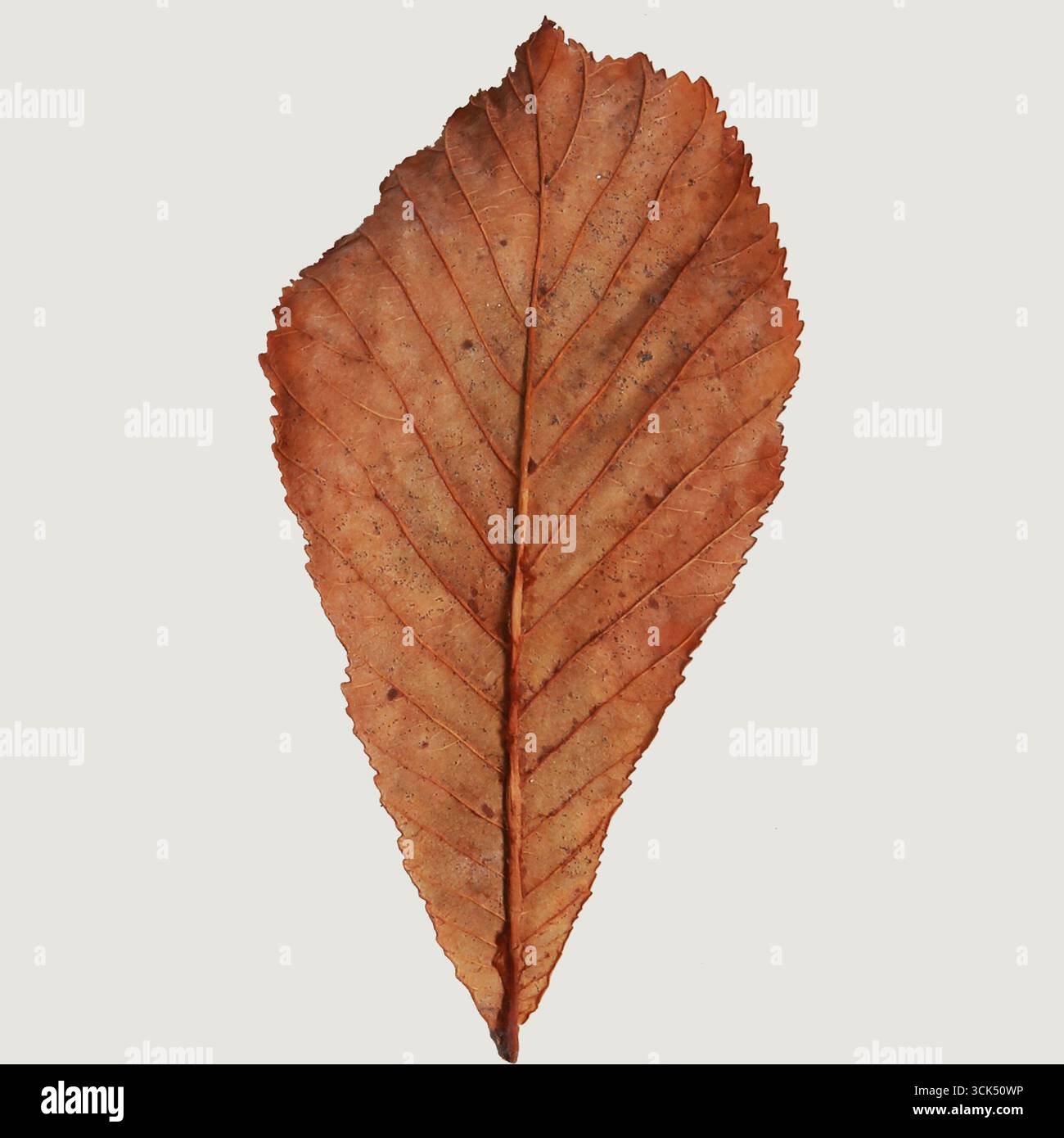 Un'immagine dettagliata di una foglia marrone asciutta che ne mostra la consistenza e la forma. Foto Stock