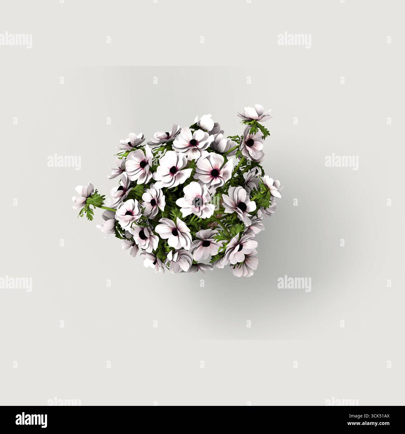 Una vista dall'alto verso il basso di una vibrante disposizione di fiori bianchi e rosa con centri scuri, adagiati su uno sfondo chiaro. Foto Stock