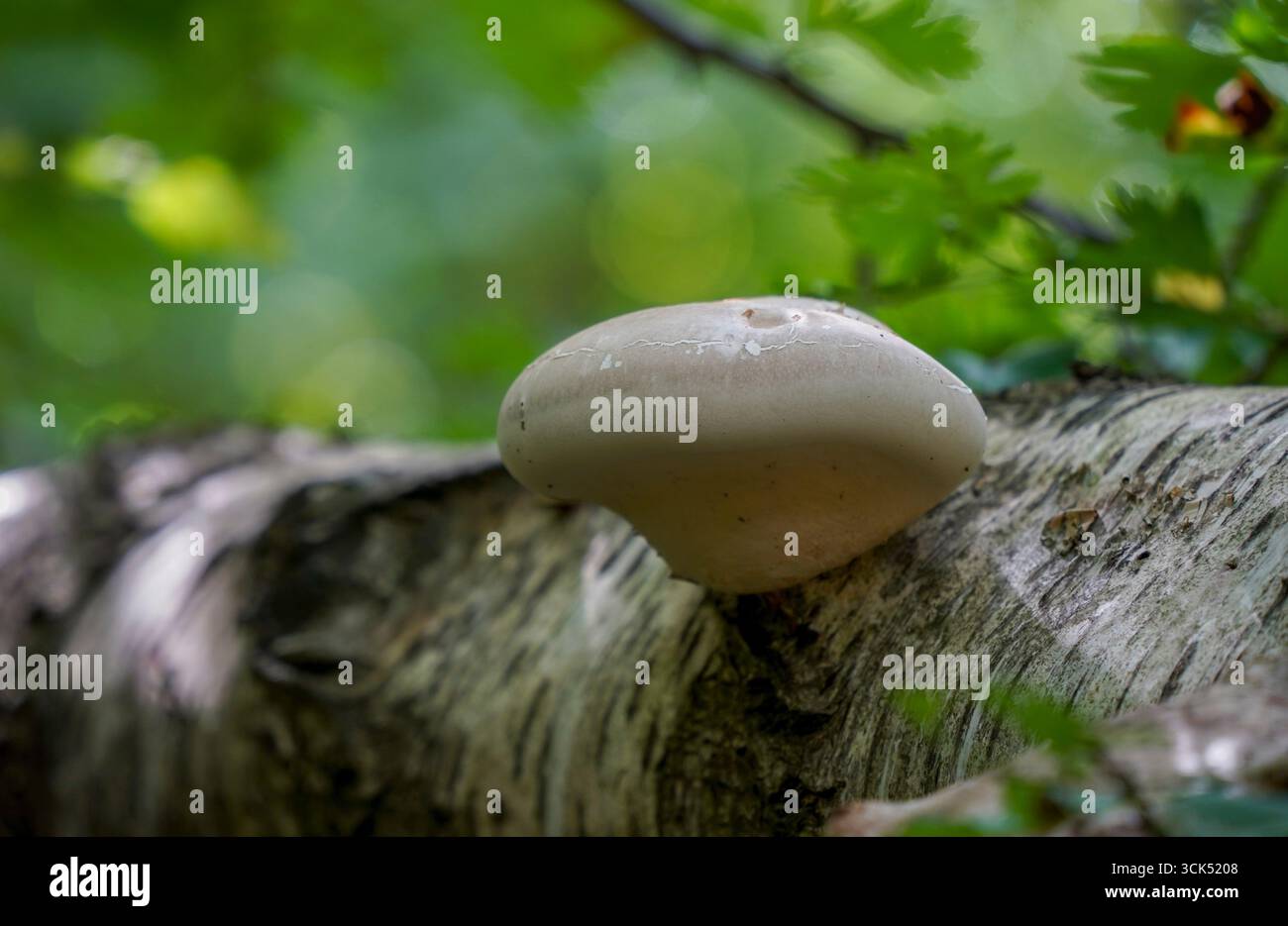 Birch Polypore, staffa di betulla, o un rasoio strop (Piptoporus betulinus) che cresce su un dead betulla. Paesi Bassi. Foto Stock