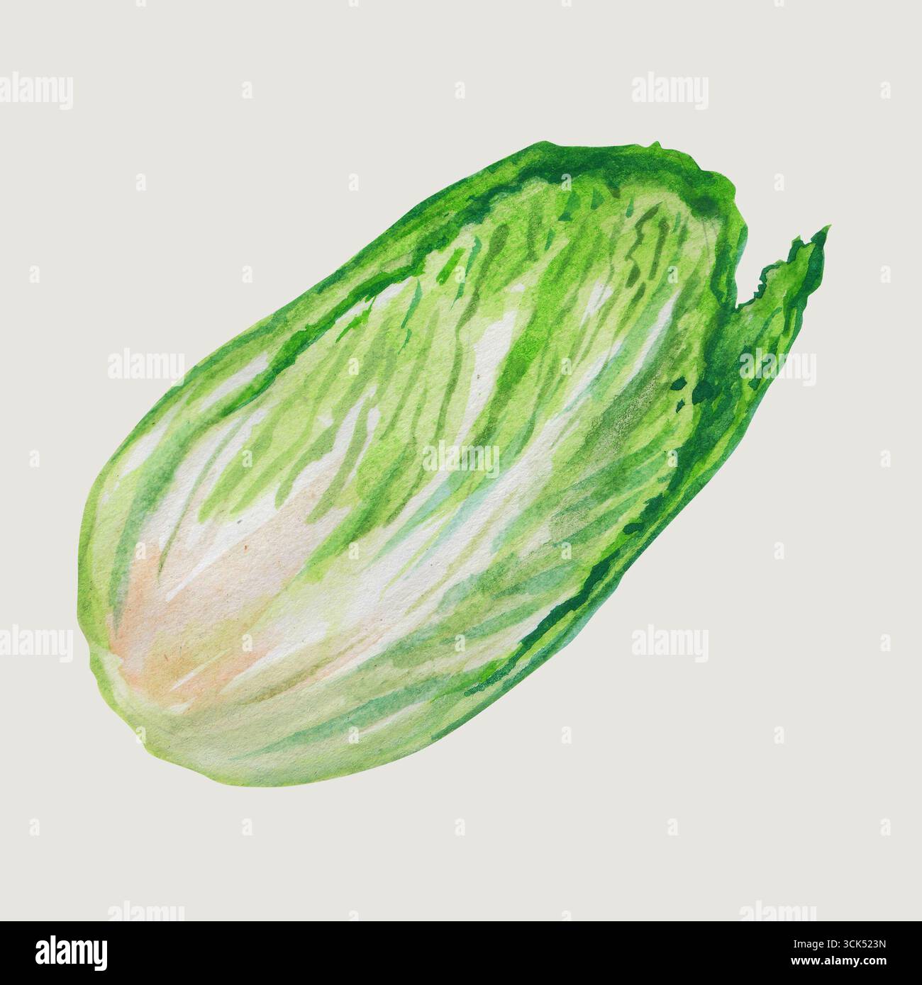 Illustrazione concettuale del cavolo cinese disegna a mano lo stile del colore dell'acqua , adatto al tuo progetto Element. Foto Stock