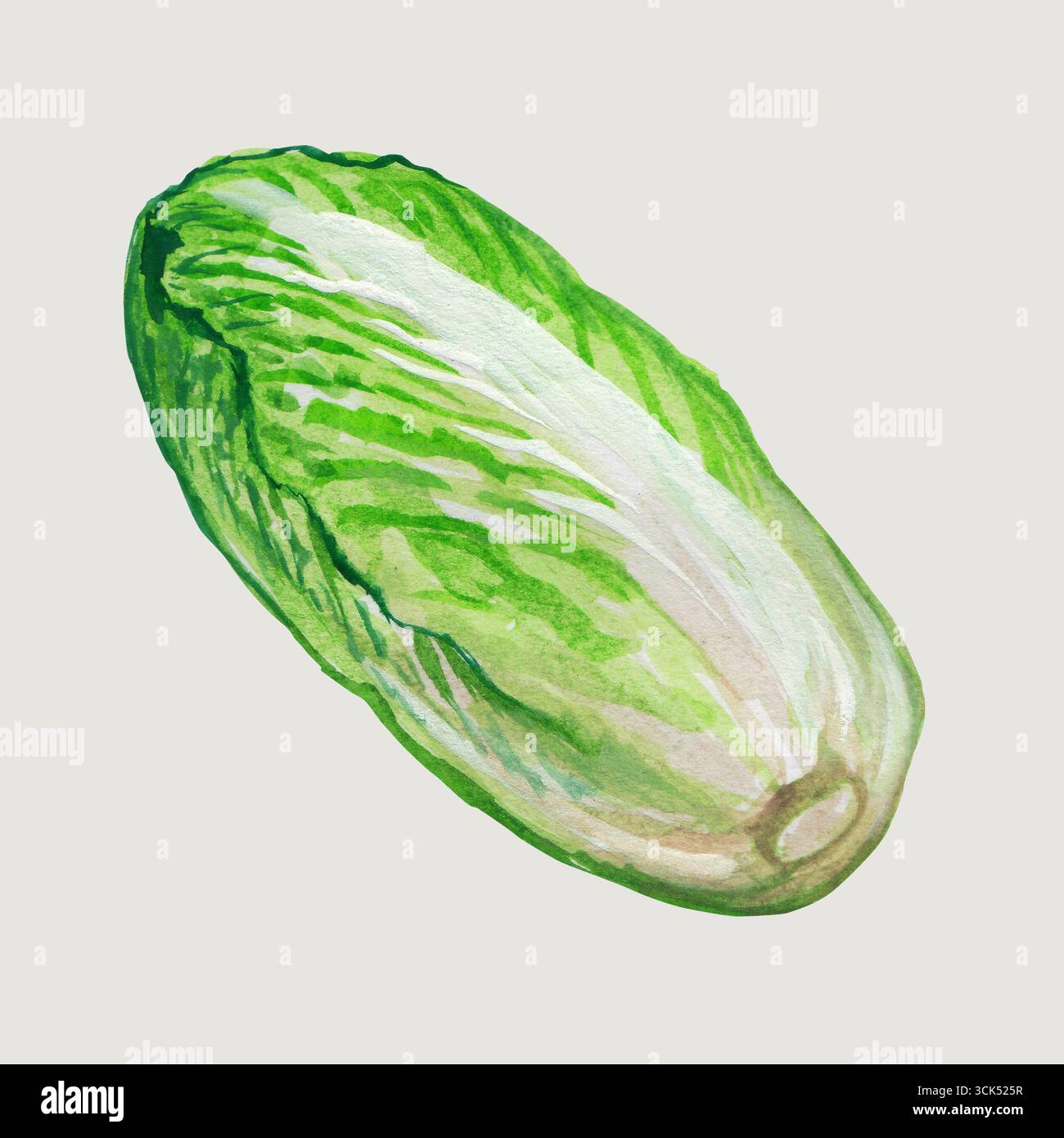 Illustrazione concettuale del cavolo cinese disegna a mano lo stile del colore dell'acqua , adatto al tuo progetto Element. Foto Stock