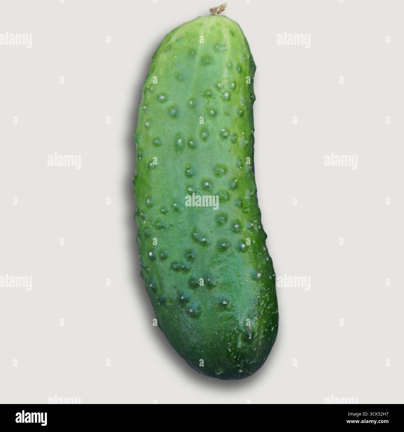 Un cetriolo fresco con una consistenza irregolare, comunemente usato nelle insalate e come spuntino sano. Foto Stock