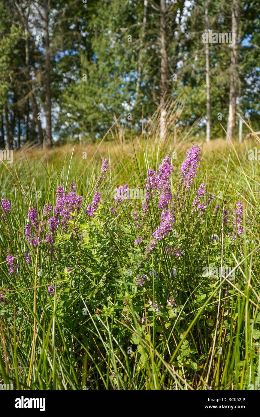 Lithrum salicaria al confine di uno stagno. In un prato del Limburgo, Paesi Bassi. Foto Stock