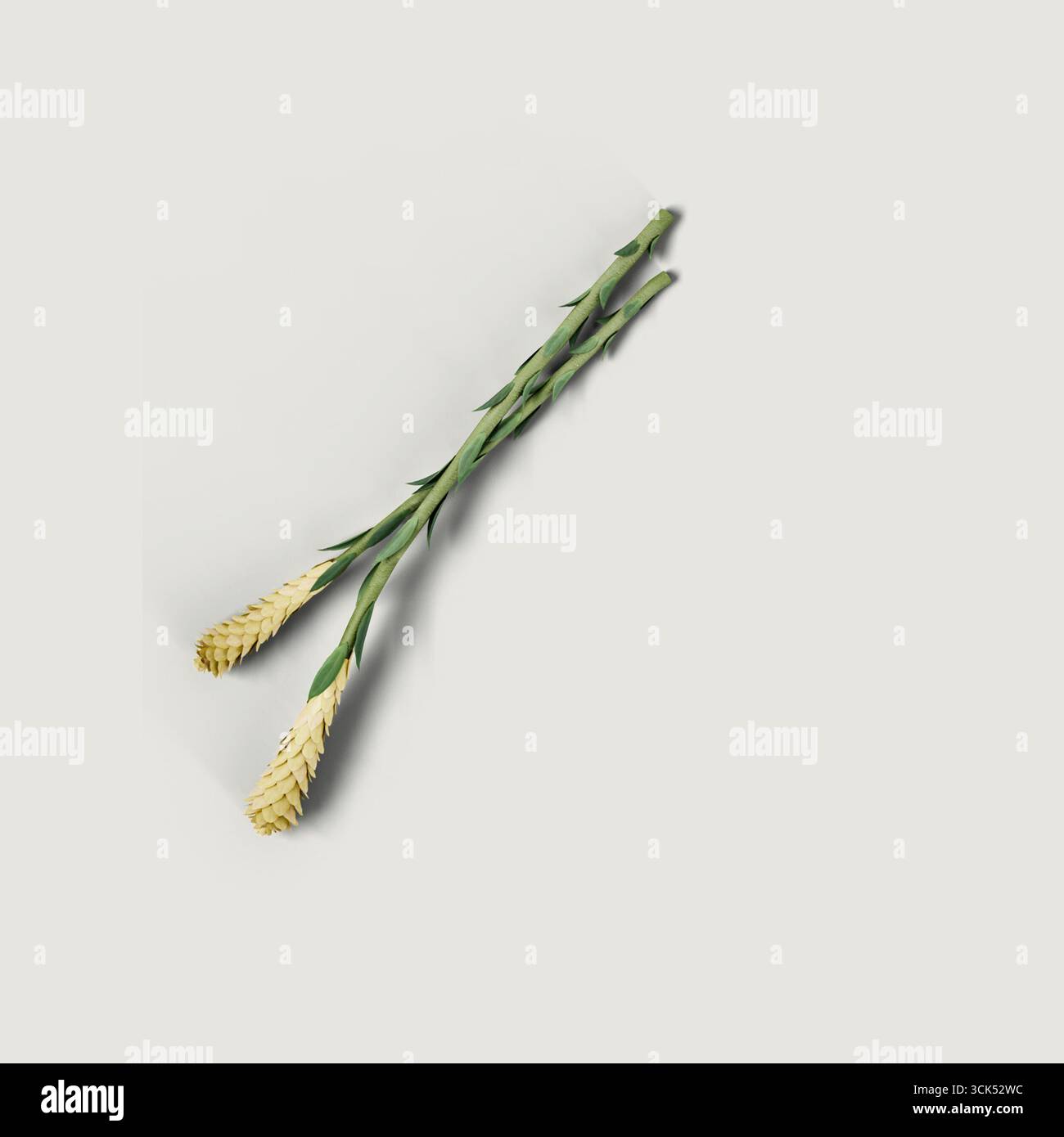 Due sottili steli verdi con boccioli di fiori gialli, che ricordano un elemento botanico naturale. Foto Stock