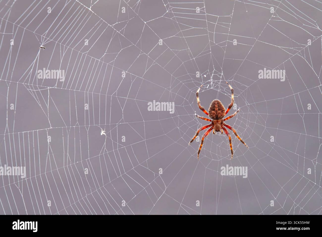 Avvistato Orbweaver Spider al centro del suo Web Foto Stock
