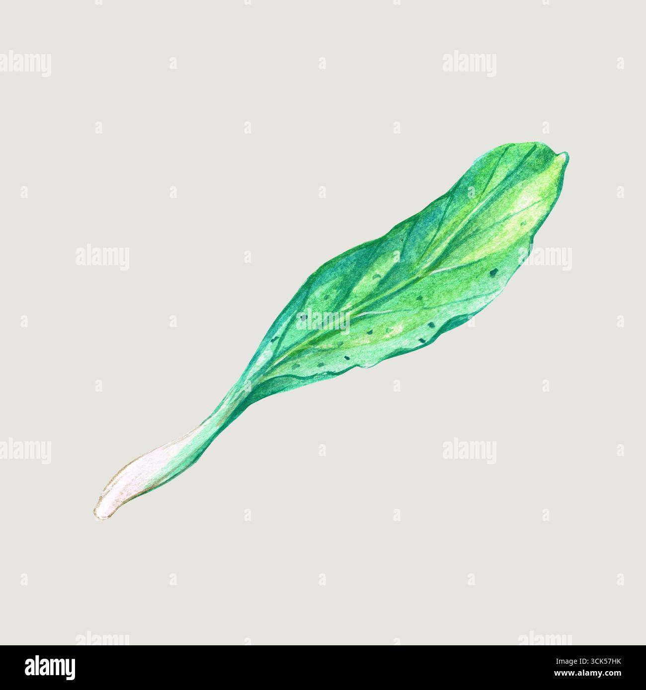 Un'illustrazione dettagliata di una verdura a foglia verde, che ne mostra la consistenza e il colore. Foto Stock