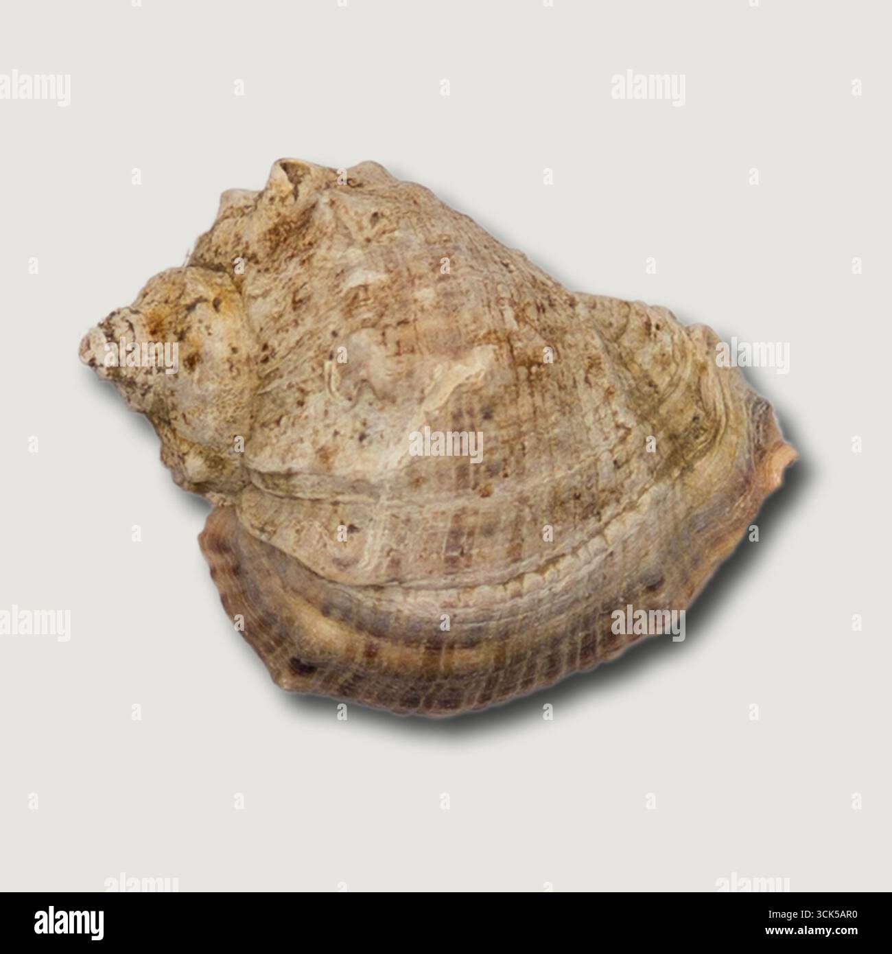 Vista ravvicinata di una conchiglia che mostra la sua trama intricata e la colorazione naturale. Foto Stock