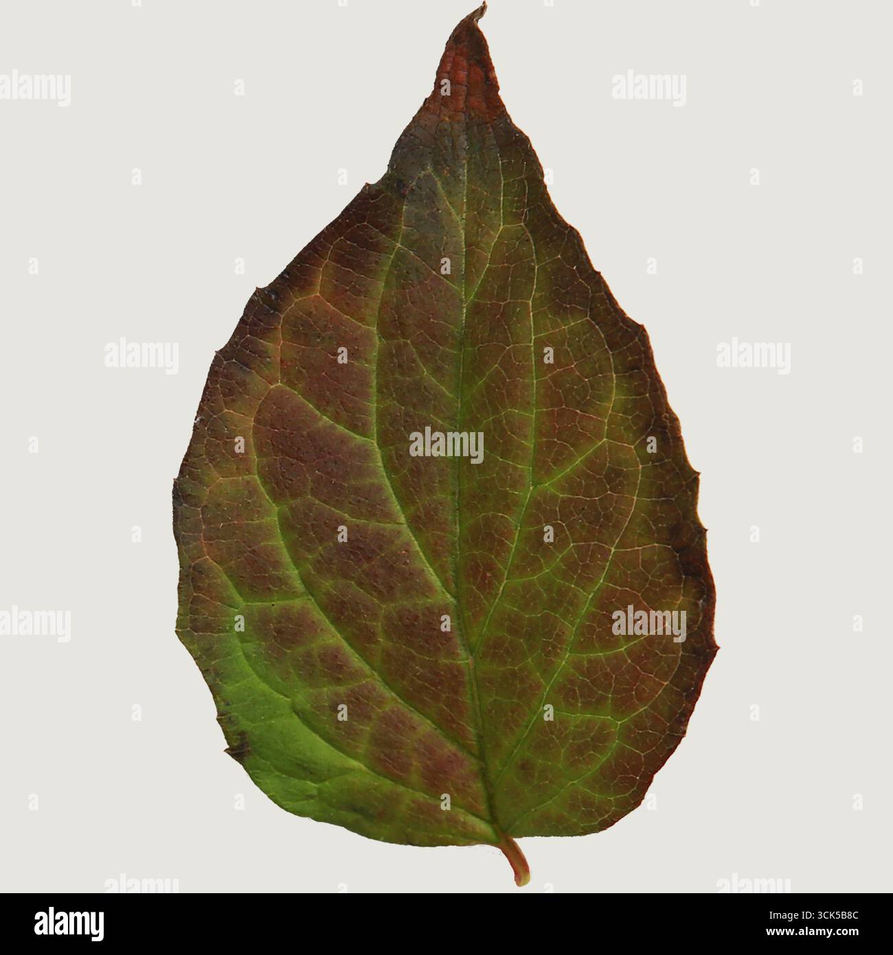Un'immagine dettagliata di una foglia che mostra varie sfumature di verde e marrone, evidenziando la sua naturale consistenza e forma. Foto Stock